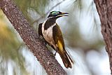 Blue-faced Honeyeater